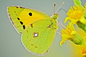 Бабочка желтого цвета