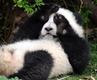Настоящая панда