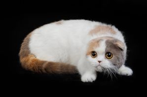 Шотландская вислоухая кошка трехцветная