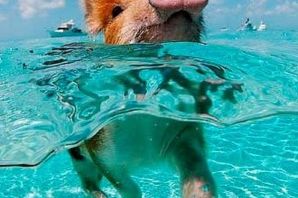 Свинья в воде