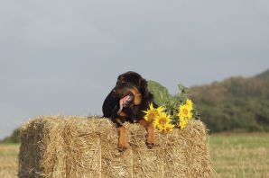 Боярский собака на сене