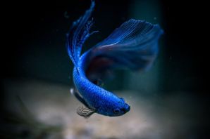 Рыбка петух синий