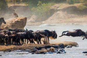 Миграция антилоп гну
