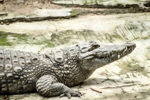 Крокодил сбоку