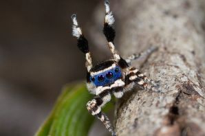 Самые необычные пауки