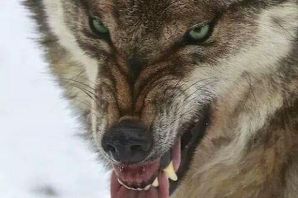 Самый злой волк в мире