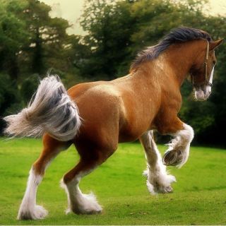 Шотландская лошадь