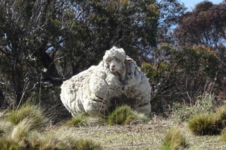 Дикие овцы в природе