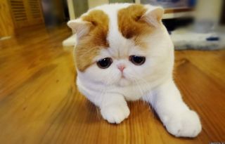 Персидская кошка экзот