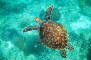 Морские черепахи виды