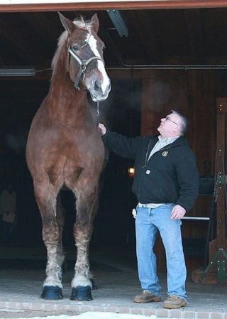 Огромный конь