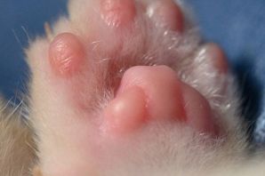Розовые подушечки на лапках у кошки