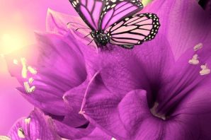 Бабочка фиолетового цвета