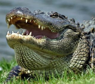 Вечнозеленый крокодил