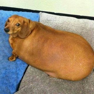 Самые толстые животные в мире