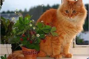 Рыжий кот дома