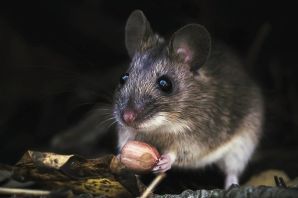 Мышь акомис