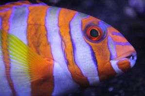 Аквариумные рыбки оранжевого цвета