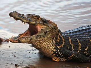 Самый огромный крокодил