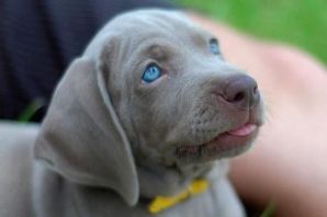 Серая собака с голубыми глазами порода