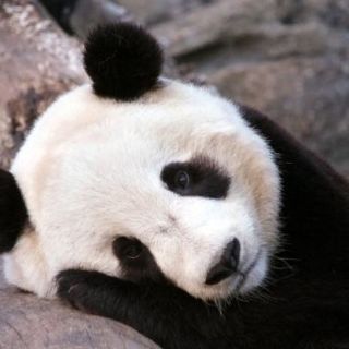 Обиженная панда