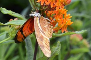 Бабочка с оранжево черными крыльями