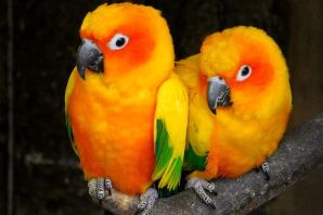 Оранжевые попугаи