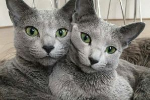 Коты сиамские близнецы