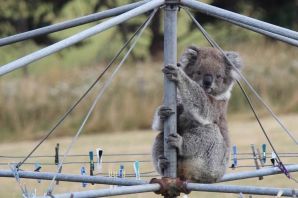Австралийская коала