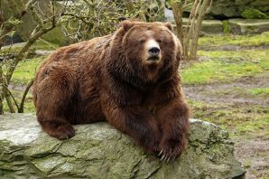 Самый большой медведь в мире гризли