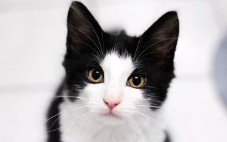 Шотландская кошка черно белая