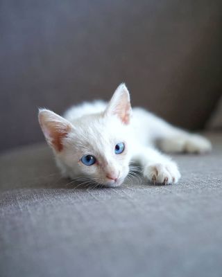 Котята альбиносы