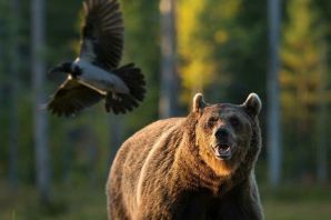 Бурый медведь в россии