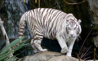 Уссурийский тигр белый