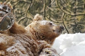 Медведь зимой в берлоге