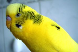 Волнистый попугай желто зеленый