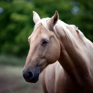 Анфас лошадь