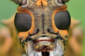 Глаза бабочки под микроскопом