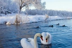 Лебеди зимой