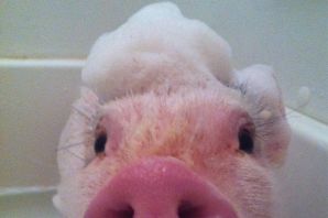 Свинка в ванной