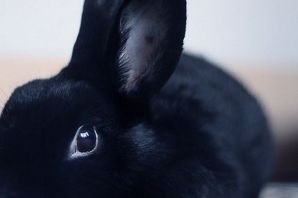 Черные кролики порода