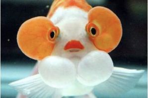 Золотая рыбка водяные глазки