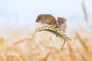 Гнездо мыши полевки