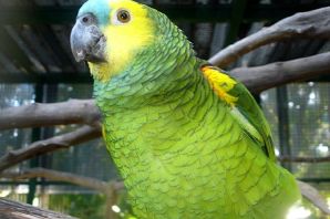 Кубинский амазон попугай