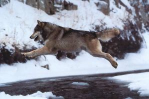 Волк в прыжке