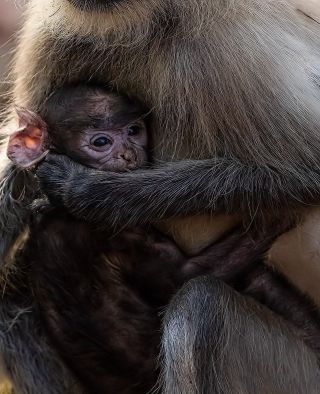 Новорожденные обезьянки