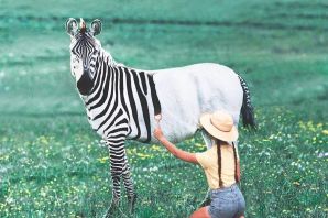 Красивая зебра
