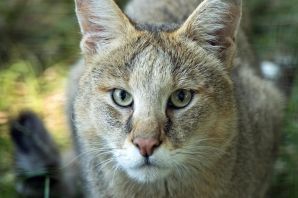 Астраханский камышовый кот
