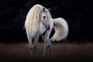 Андалуз лошадь