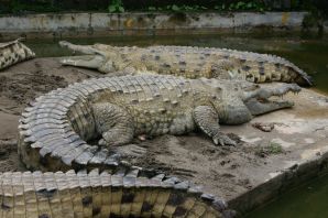 Самый крупный крокодил